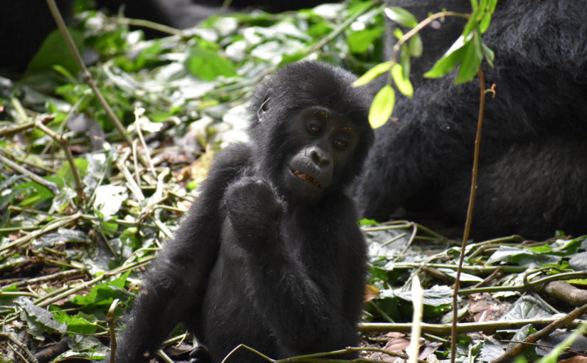 Silverback Gorilla